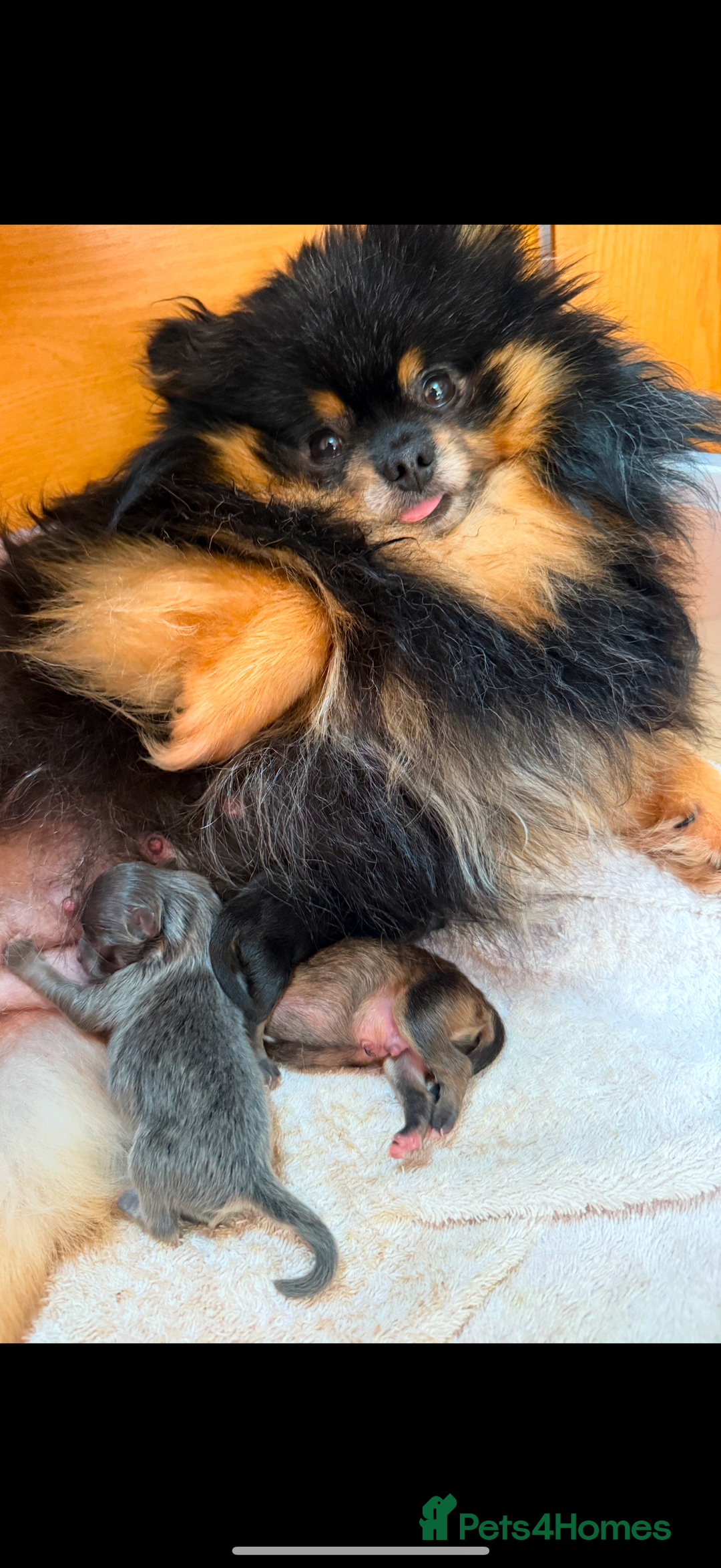 Pomeranian dogs for sale: Blue & tan boy available  - Image 3