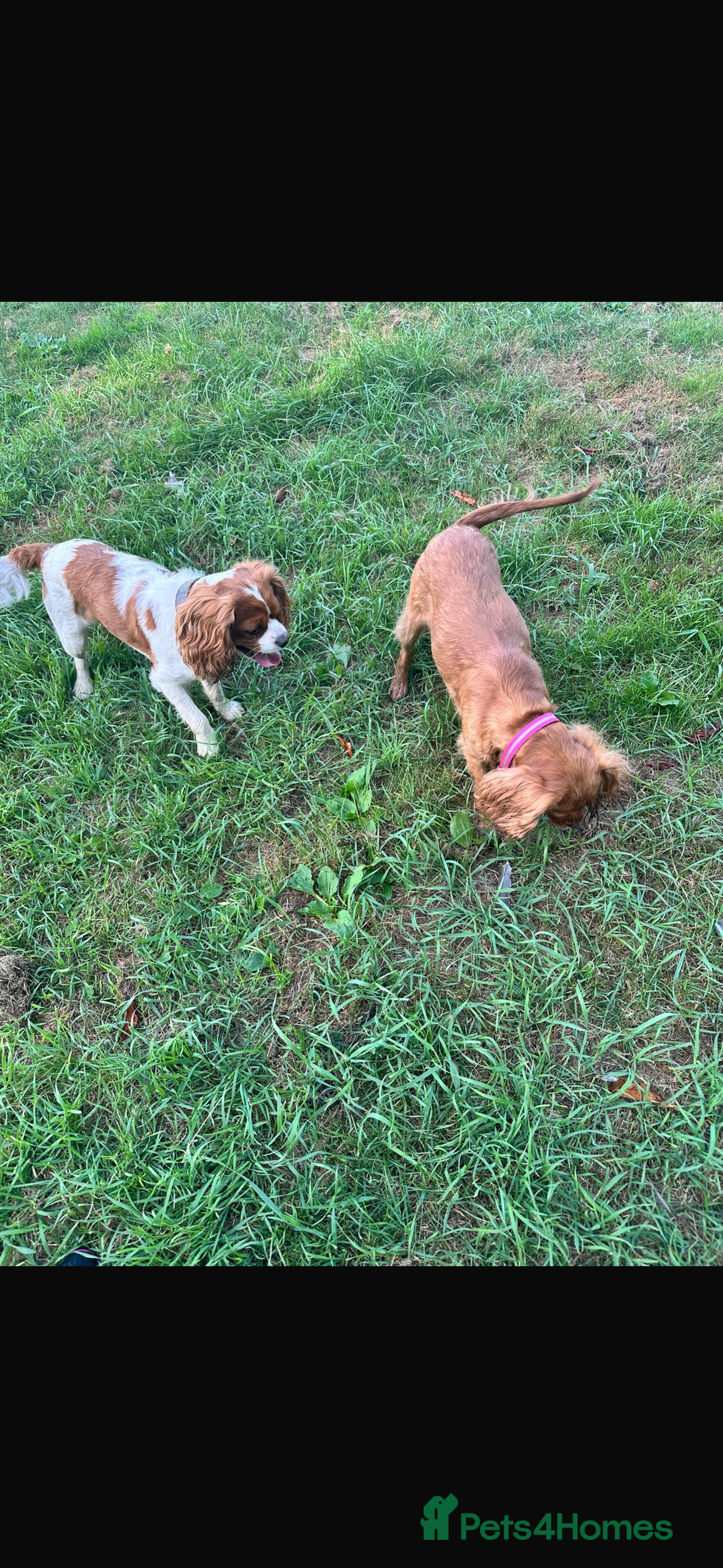 Cavalier King Charles Spaniel dogs for sale: Cavalier King Charles spaniel puppies  - Advert 7