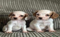Cocker Spaniel dogs for sale: Stunning working kc registered cocker spaniels  - Image 1