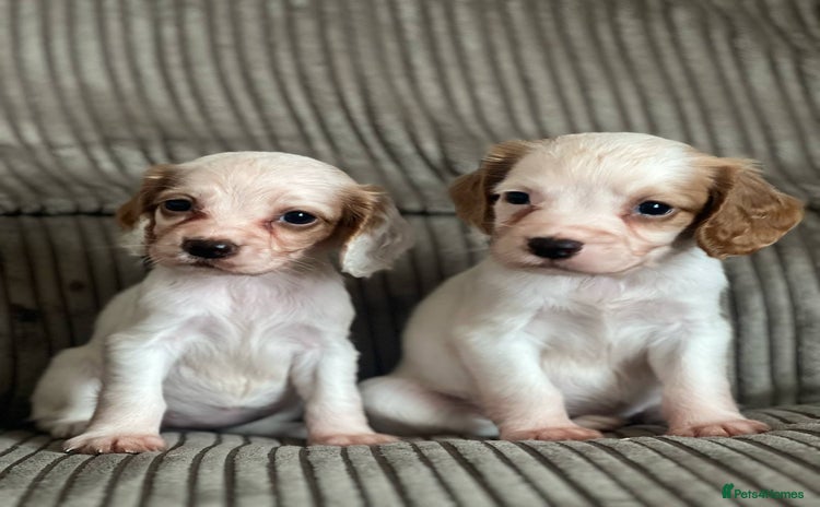 Cocker Spaniel dogs - Advert 1