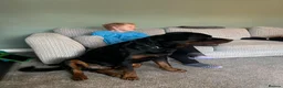 Rottweiler dogs for sale: 2 year old male full German  - Advert 2