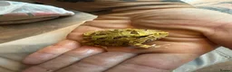 Turtle reptiles for sale: Snapping turtles and pac man frogs  - Advert 5