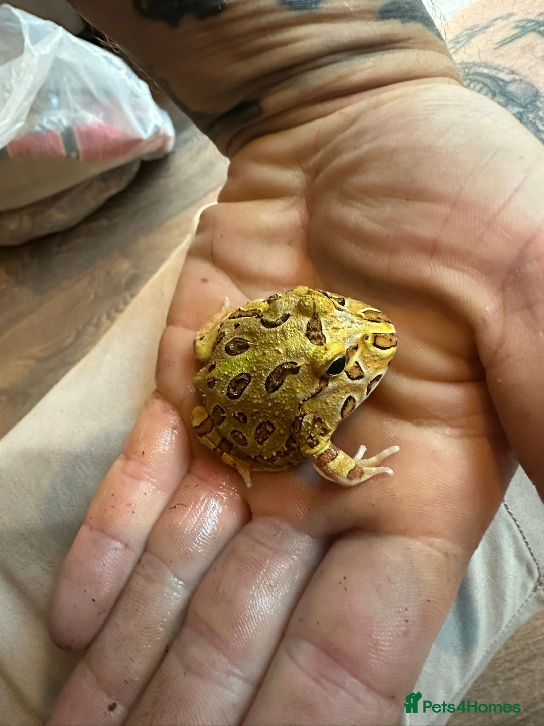 Turtle reptiles for sale: Snapping turtles and pac man frogs  - Advert 5