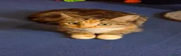 Mixed Breed cats for sale: 2  polydactl kittens for sale  in Falkirk - Advert 8