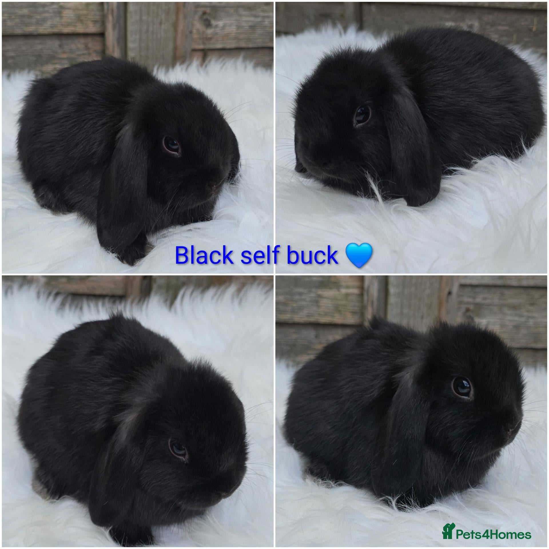Mini Lop rabbits READY NOW Gorgeous pure breed mini lops  - Advert 2