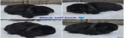 Mini Lop rabbits for sale: READY NOW Gorgeous pure breed mini lops  - Advert 2