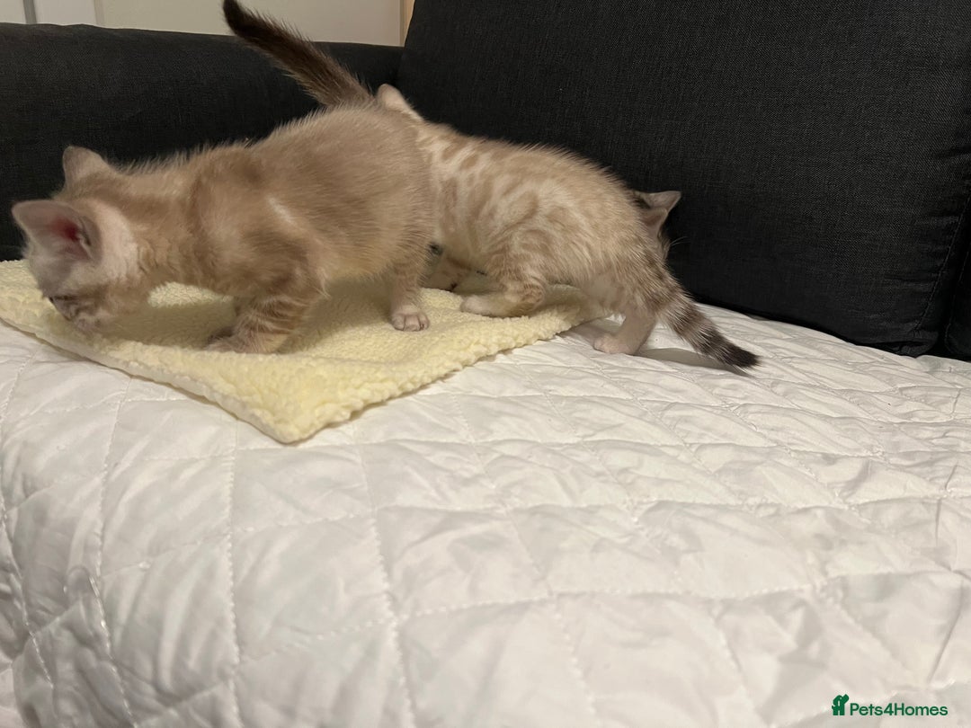 Bengal cats for sale: 🐾 TICA Registered Bengal Kittens  - Advert 24