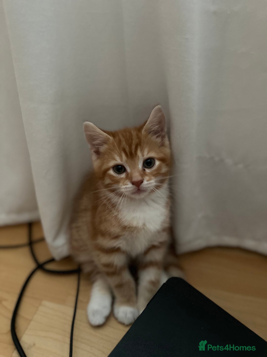 Domestic Shorthair cats for sale: Lovely ginger kittens - Image 14