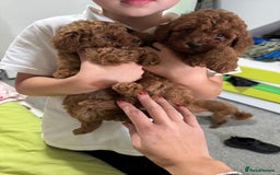 Toy Poodle dogs for sale: Deep red extra Tiny toy poodle KC champion puppy - Image 3