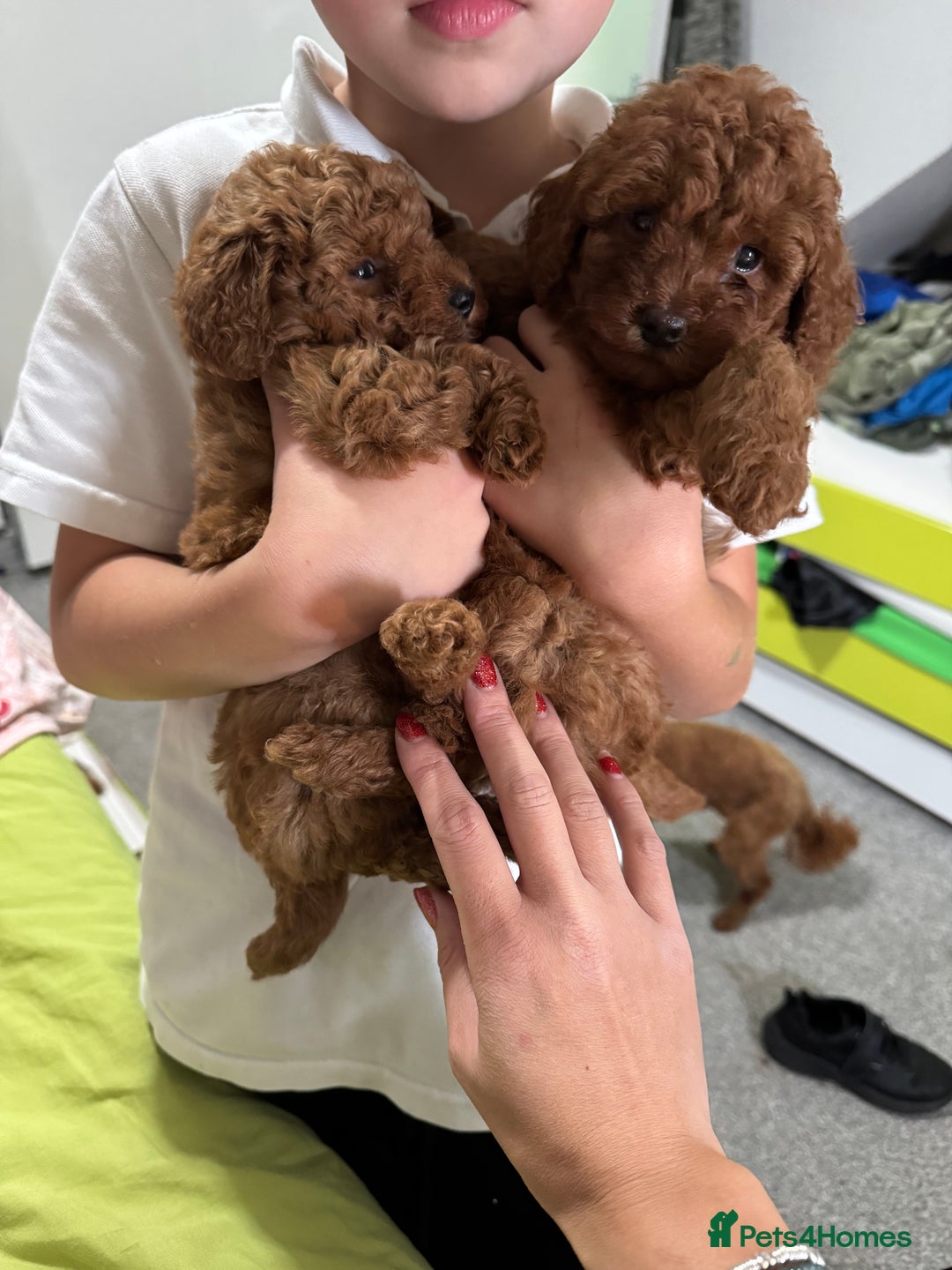 Toy Poodle dogs for sale: Deep red extra Tiny toy poodle KC champion puppy - Image 3