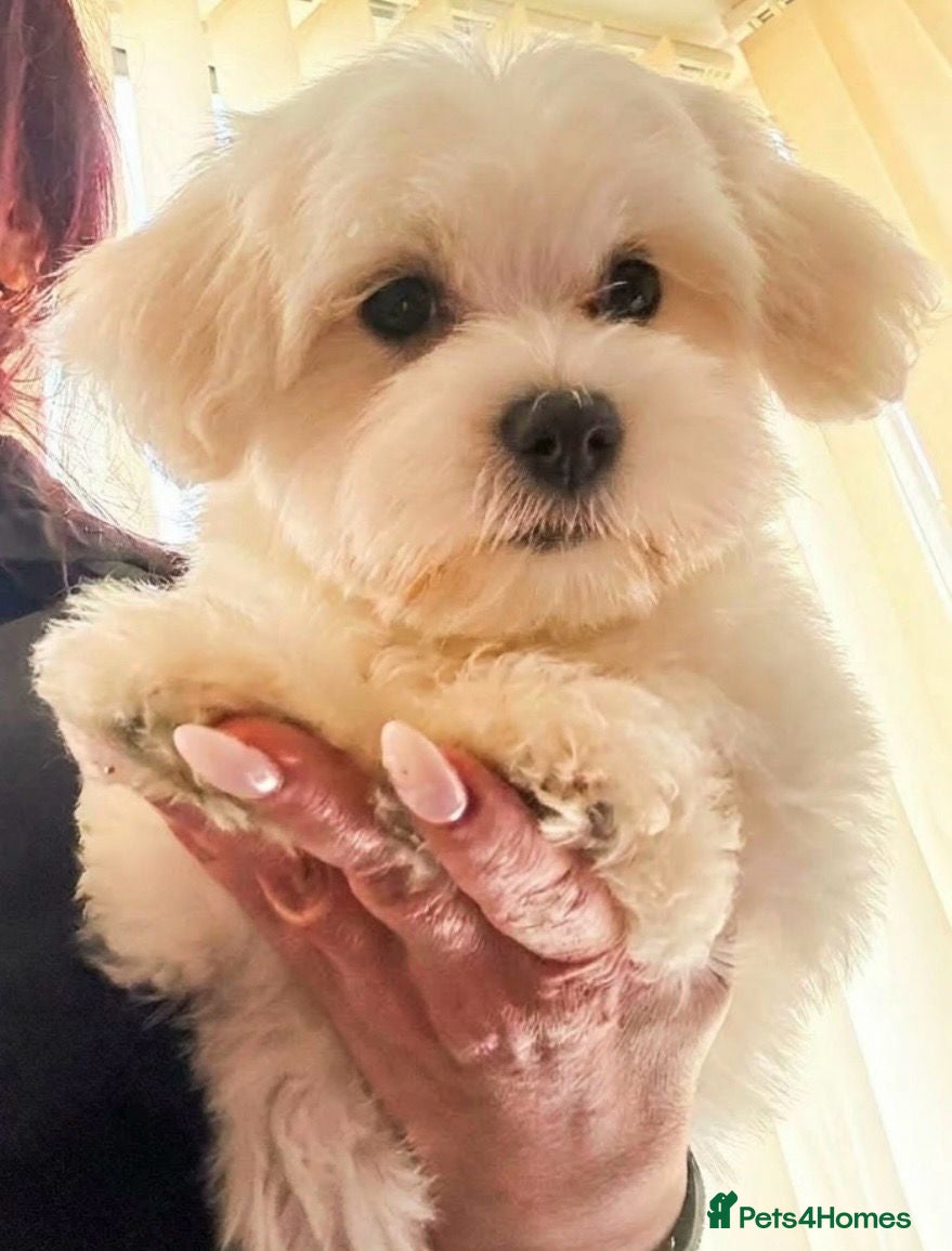 Maltipoo dogs STUNNING MALTIPOO GIRLS READY TO LEAVE NOW!  - Advert 10