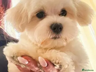 Maltipoo dogs STUNNING MALTIPOO GIRLS READY TO LEAVE NOW! - Advert 2