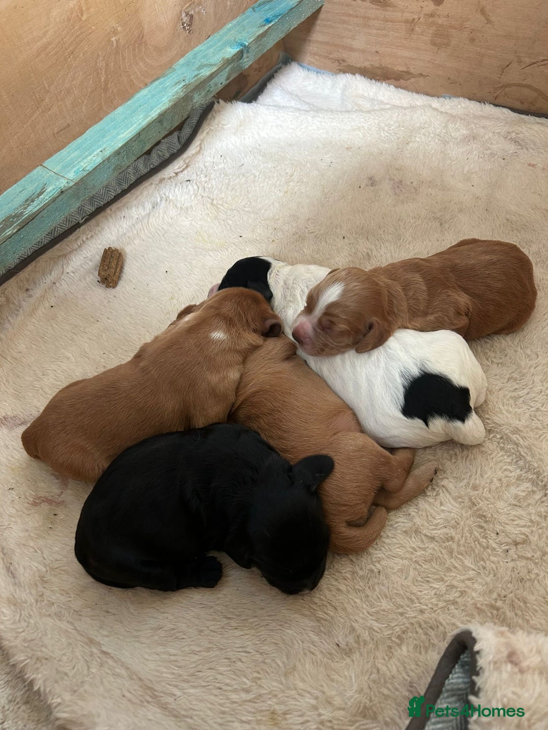 Cocker Spaniel dogs for sale: Working cocker spaniel puppies for sale - Advert 15