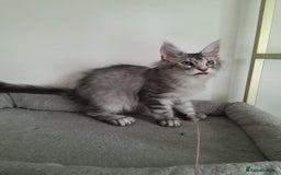Maine Coon cats for sale: 3 maine coon girls black silver TICA pedigree - Image 13