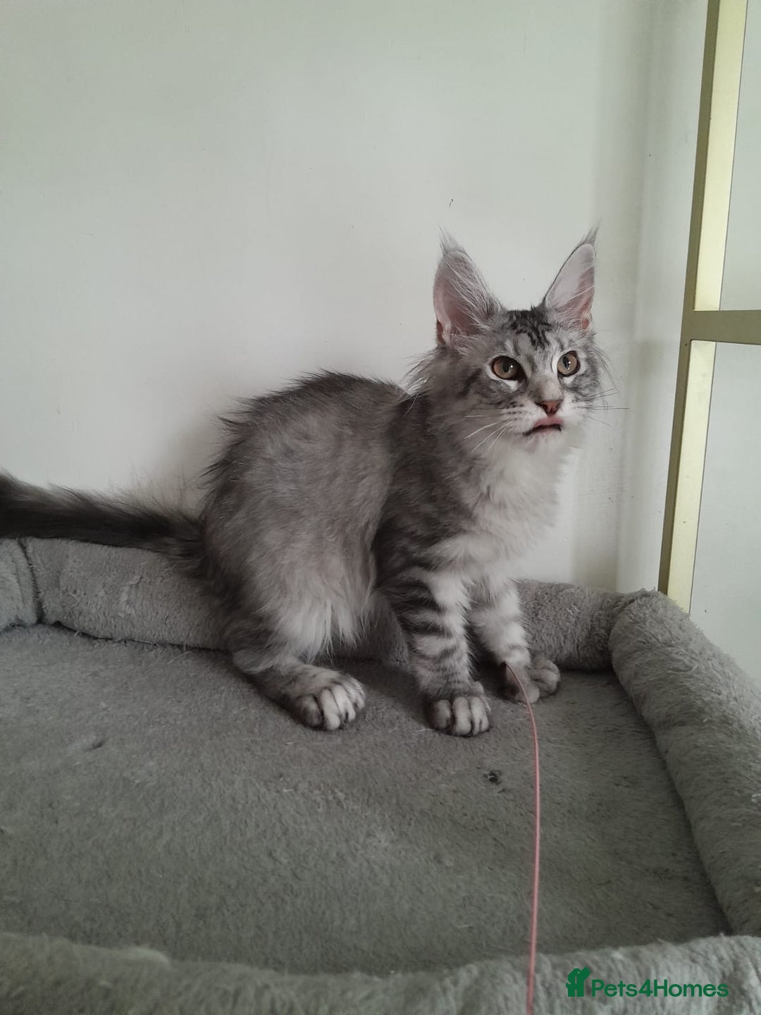 Maine Coon cats for sale: 3 maine coon girls black silver TICA pedigree - Image 13