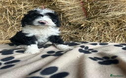 Bordoodle dogs for sale: Beautiful Bordoodle puppies - Image 3
