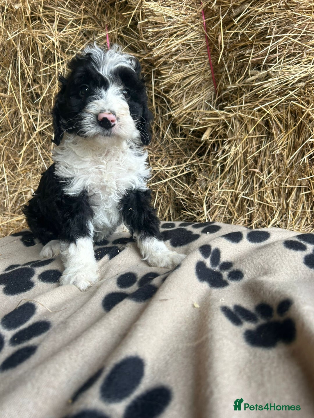 Bordoodle dogs for sale: Beautiful Bordoodle puppies - Image 3