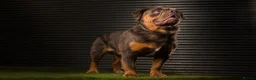 Olde English Bulldogge dogs for stud: Blue and Tan visual fluffy  in Huddersfield - Advert 4