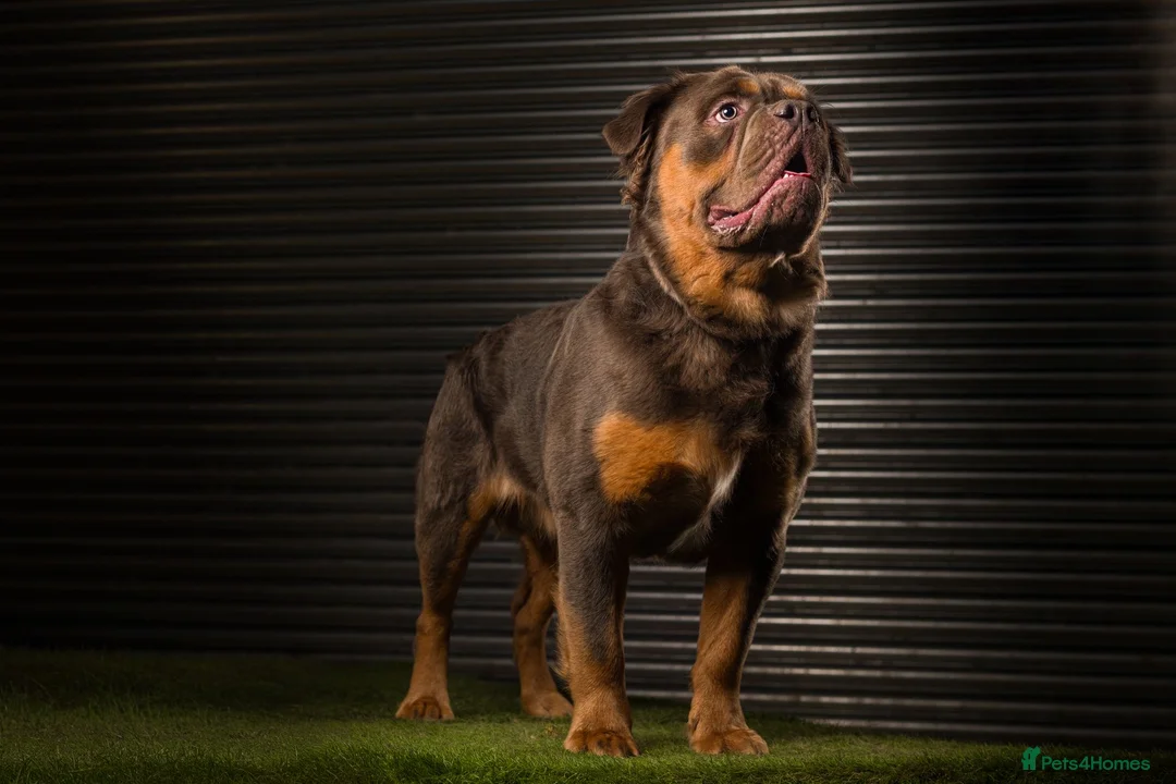 Olde English Bulldogge dogs for stud: Blue and Tan visual fluffy  in Huddersfield - Advert 4