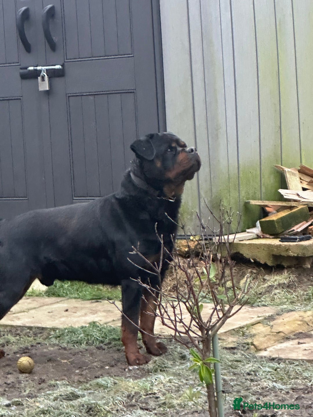 Rottweiler dogs for stud: Rottweiler  - Advert 5