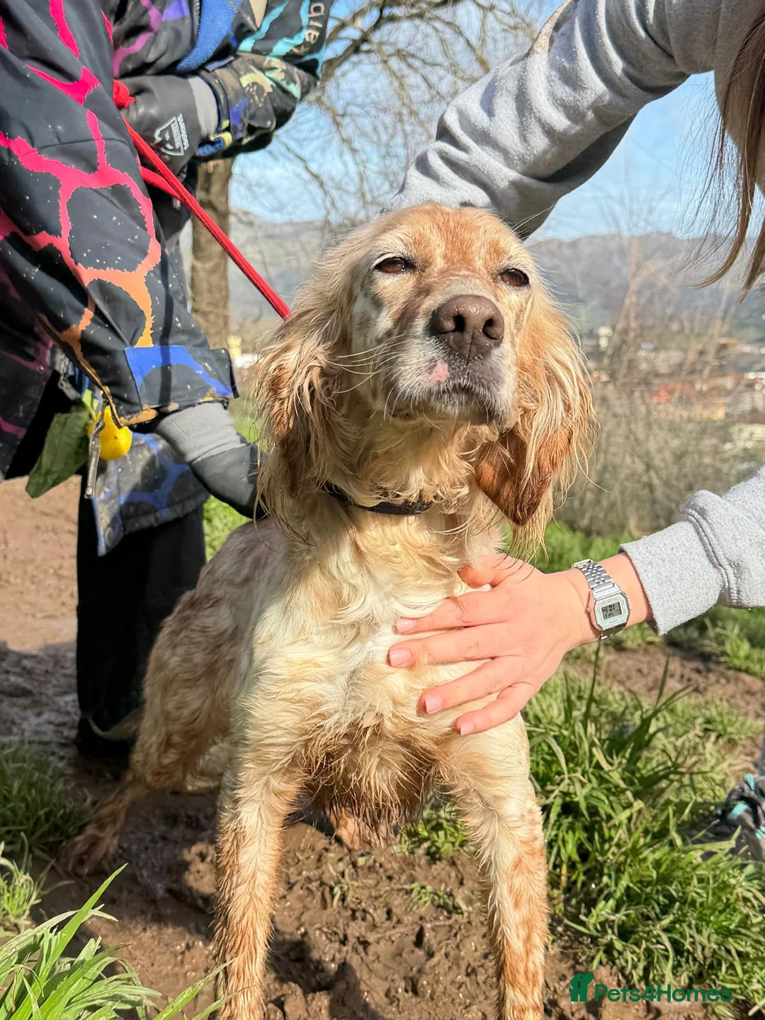 English Setter dogs for adoption: Astra - Advert 11