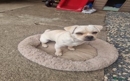 Mixed Breed dogs for sale: Little Bella - Image 1