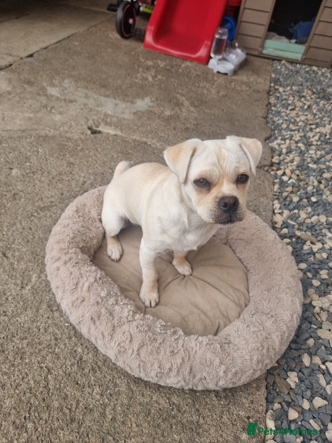 Mixed Breed dogs for sale: Little Bella - Image 1