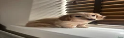 Miniature Dachshund dogs for sale: Cream kc miniature longhair dachshund  - Advert 4