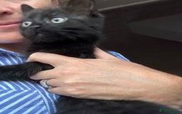 Ragdoll cats for sale: Beautiful Ragdoll X Kittens  - Image 14