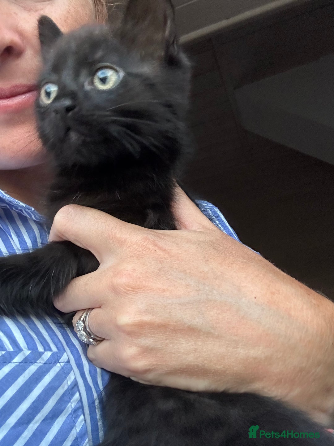Ragdoll cats for sale: Beautiful Ragdoll X Kittens  - Image 14