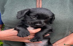 Cocker Spaniel dogs for sale: KC REG FIELD TRIAL SIRED COCKER SPANIEL PUPPIES  - Image 18