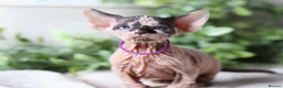 Sphynx cats for sale: Beautiful Pedigree Sphynx Kittens  - Advert 19