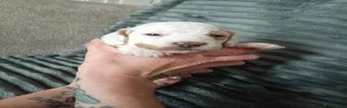 Cockapoo 2