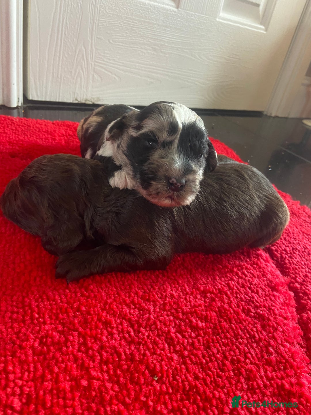 Cockapoo dogs for sale: Beautiful cockapoo puppies  - Advert 1