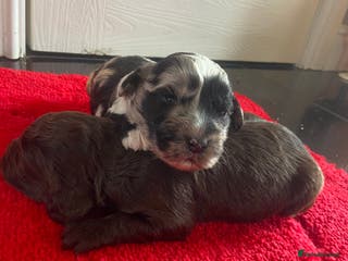 Cockapoo dogs Beautiful cockapoo puppies - Advert 11