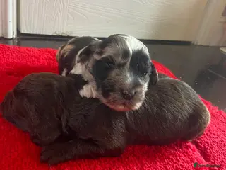 Cockapoo dogs Beautiful cockapoo puppies - Advert 18