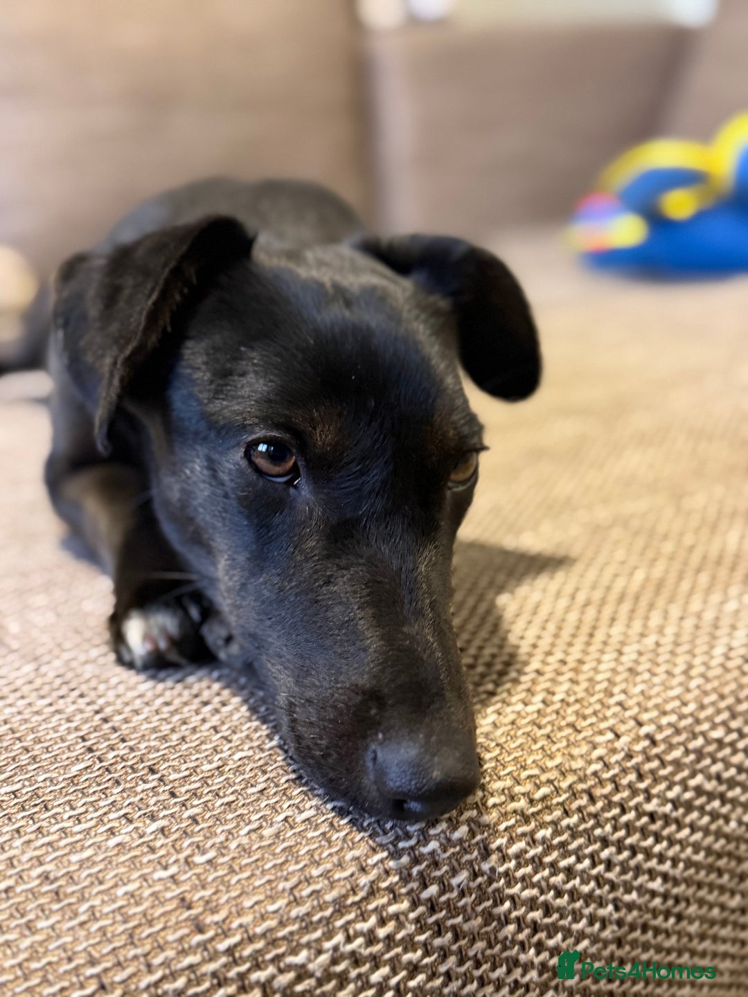 Dachshund dogs for adoption: Cute Lolita looking for LOVE  - Advert 19