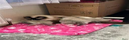 Ragdoll cats for sale: Magical - Advert 7