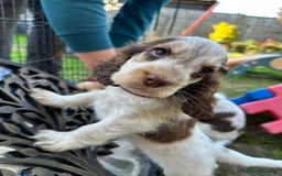 Cocker Spaniel dogs for sale: KC Sable Show Cocker Spaniels  - Image 3