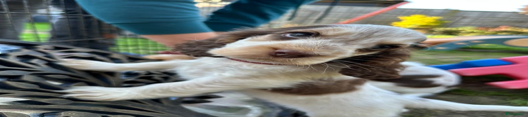 Cocker Spaniel Puppy 1