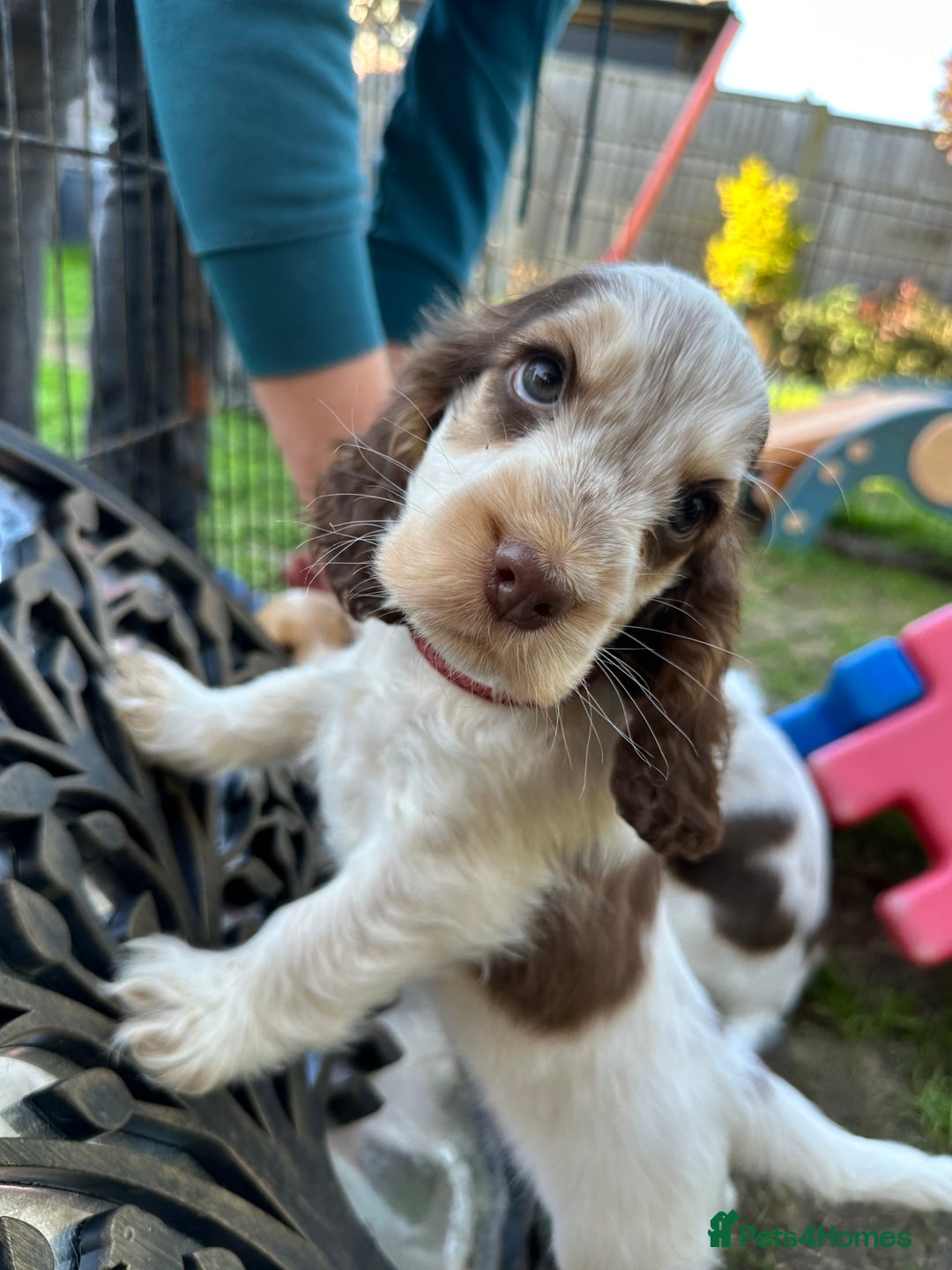 Cocker Spaniel dogs for sale: KC Sable Show Cocker Spaniels  - Image 3