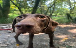 German Shorthaired Pointer dogs for adoption: Rucha, female German Shorthaired Pointer, aged 2 - Image 4