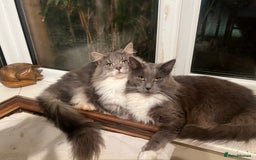Maine Coon cats for sale: Maine coon mother and son  - Image 1