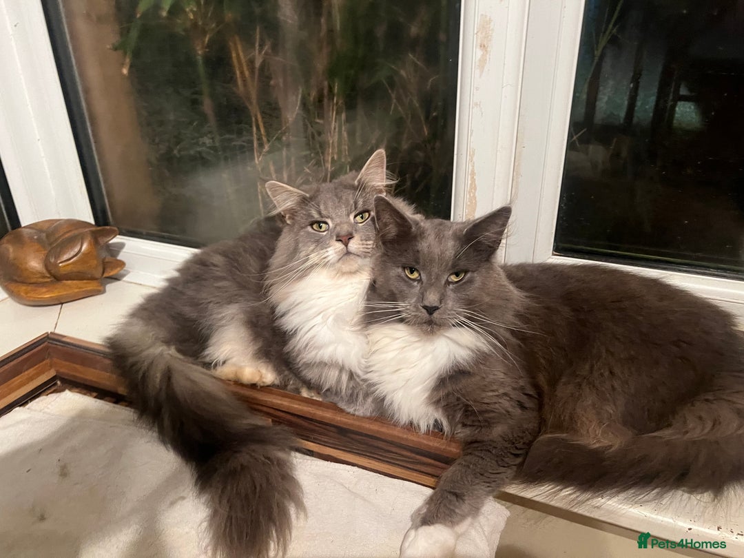 Maine Coon cats for sale: Maine coon mother and son  - Image 1