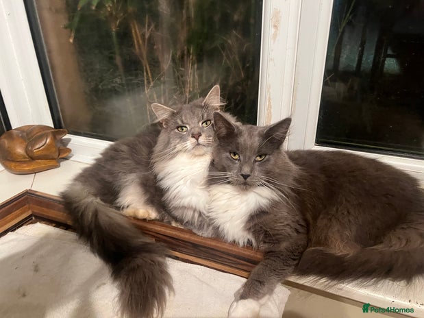 Maine Coon cats - Advert 14
