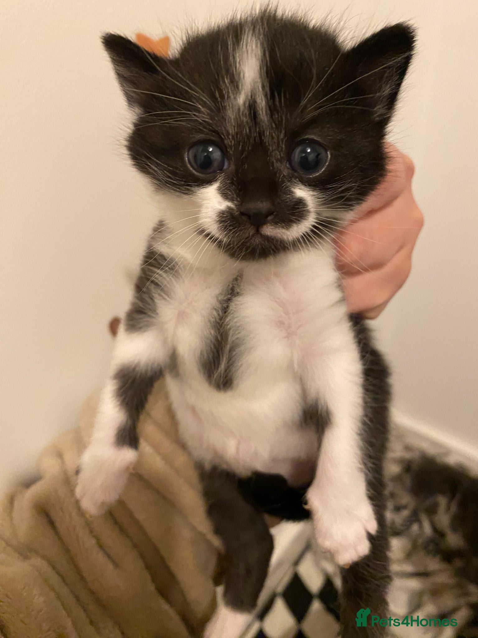 Mixed Breed cats Black and white kitten - Advert 1