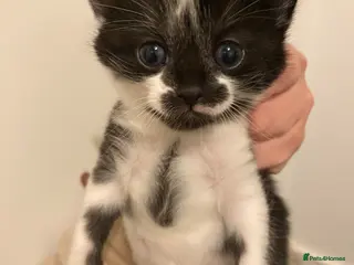 Mixed Breed cats Black and white kitten - Advert 1