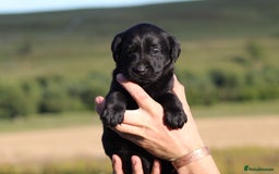 Labrador Retriever dogs for sale: Working Labrador Puppies  - Image 14