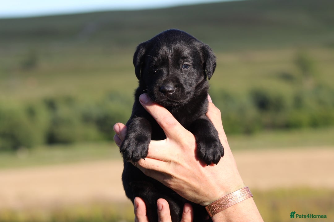 Labrador Retriever dogs for sale: Working Labrador Puppies  - Image 14