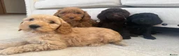 Australian Labradoodle dogs for sale: Stunning Miniature Australian Labradoodles  - Advert 2